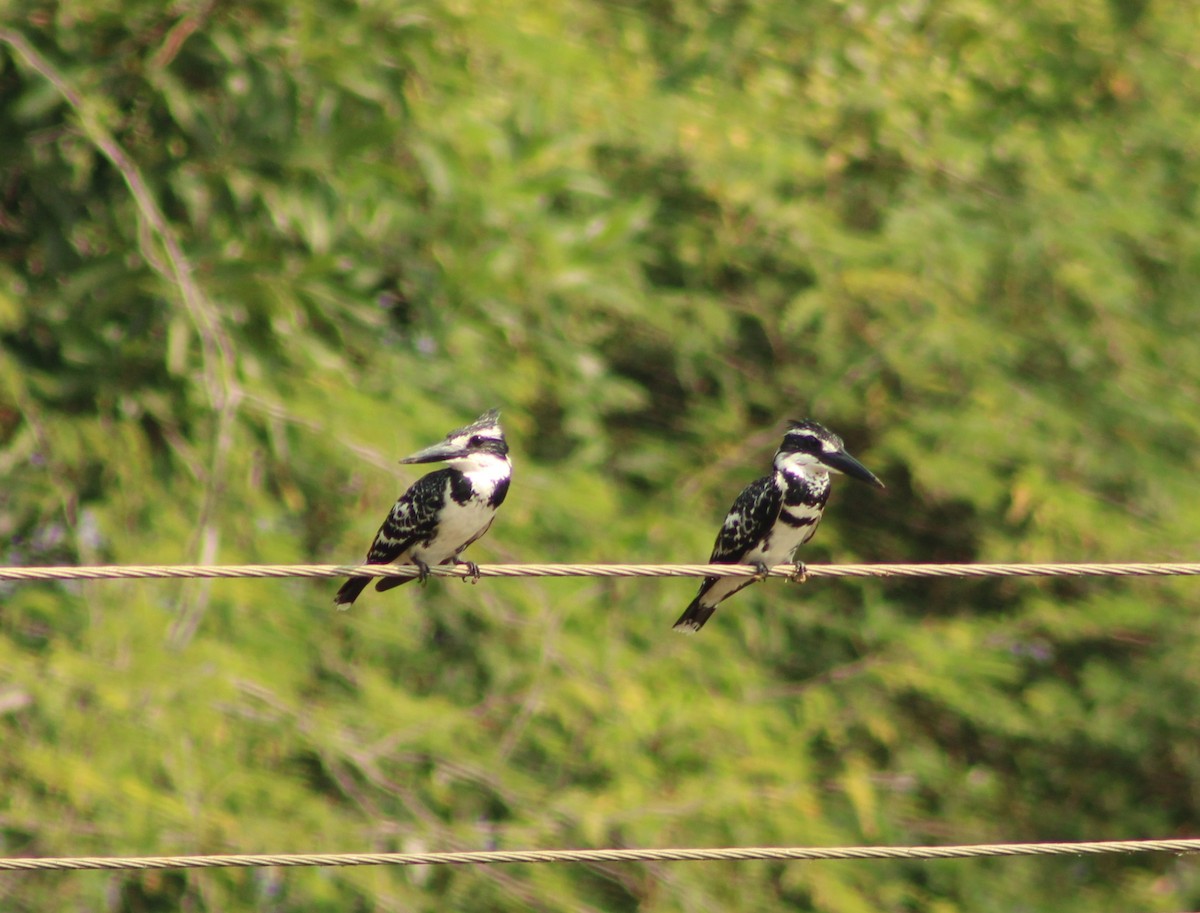 Pied Kingfisher - ML528386741