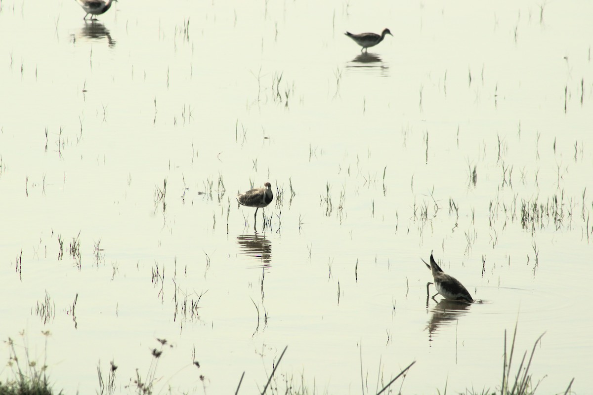 Jacana à longue queue - ML528386871