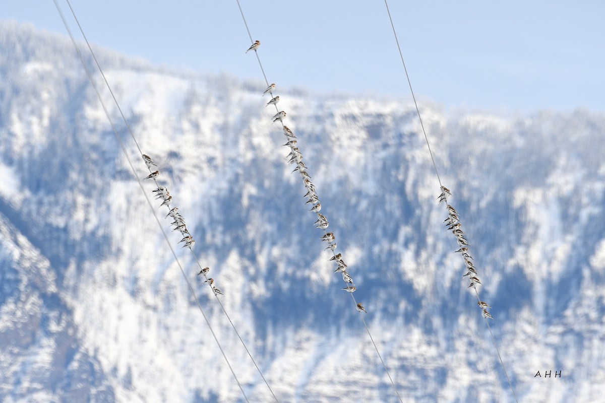 雪鵐 - ML528386941