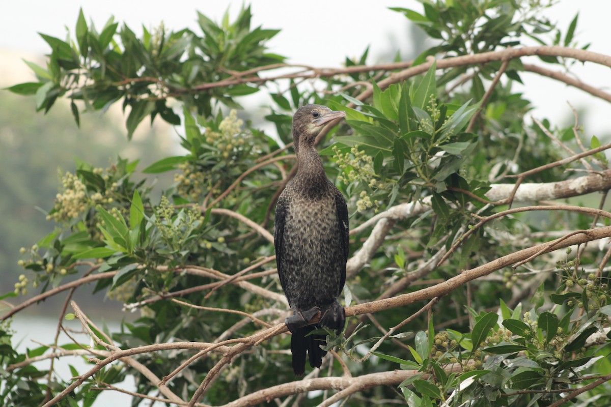 Cormoran de Vieillot - ML528388431