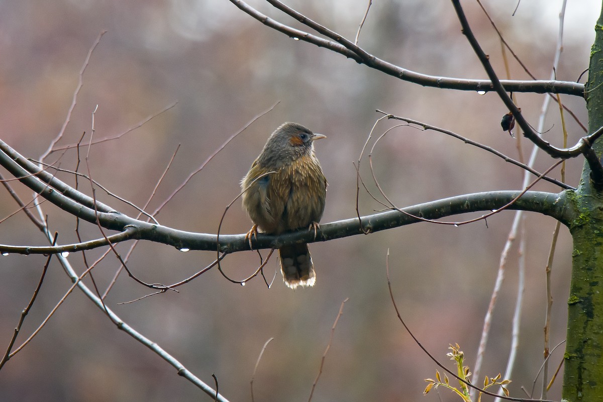 Streaked Laughingthrush - ML528388501