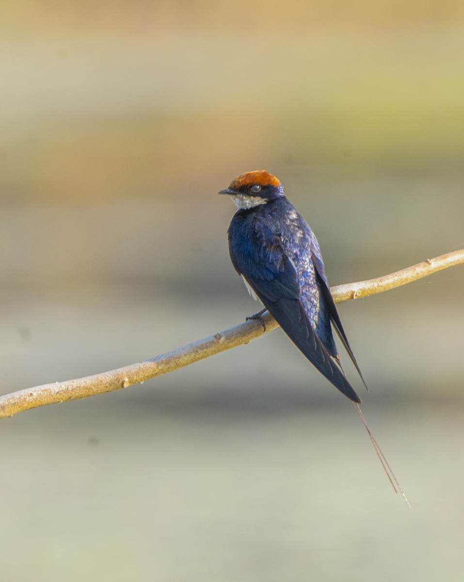 Wire-tailed Swallow - ML528388691