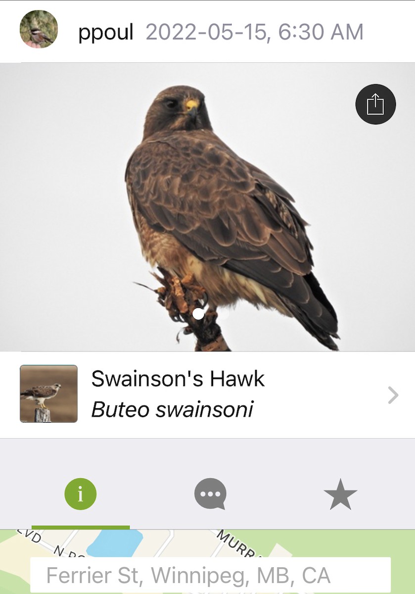Swainson's Hawk - ML528388771