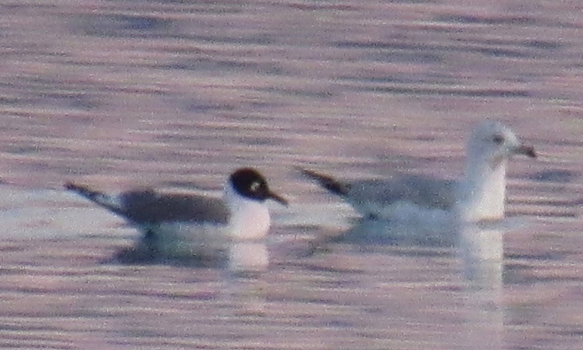 Franklin's Gull - ML52838941