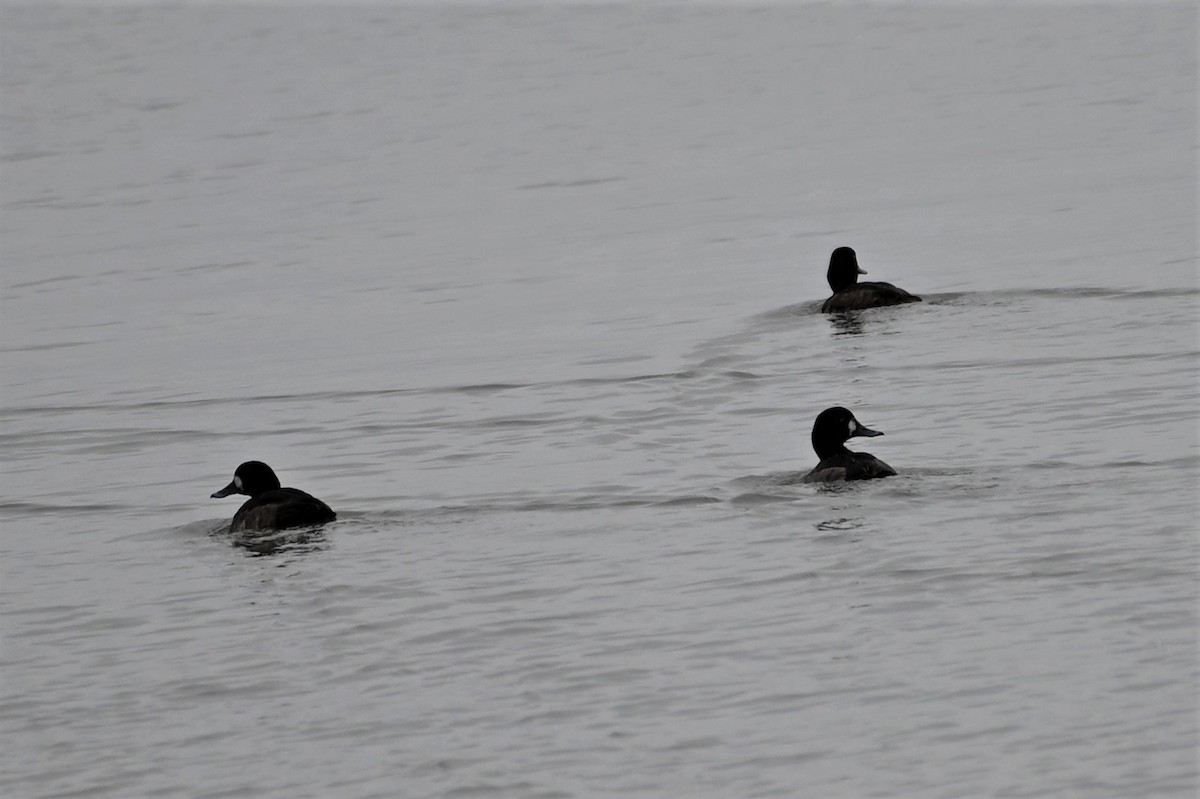 Greater Scaup - ML528389721