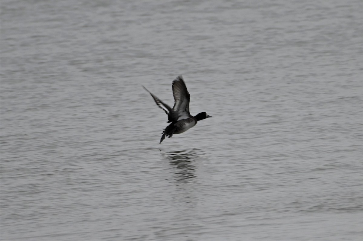 Greater Scaup - ML528389751