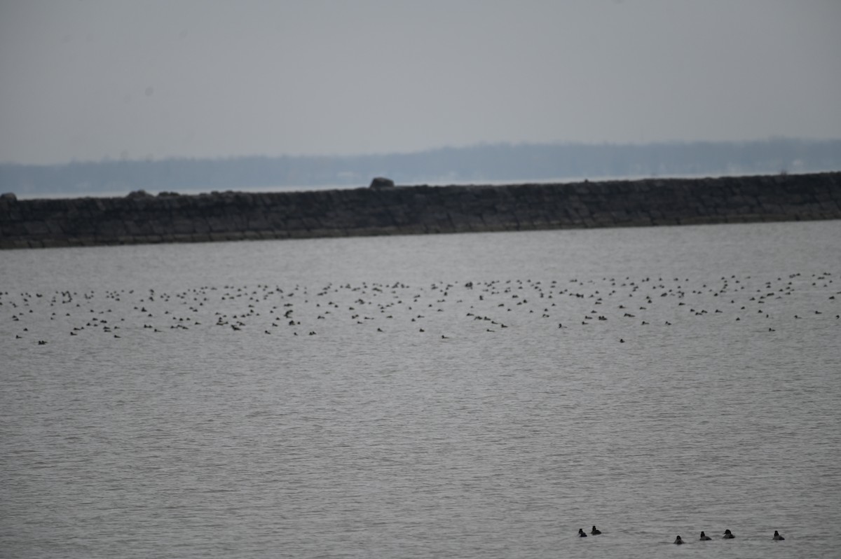 Greater Scaup - ML528389761