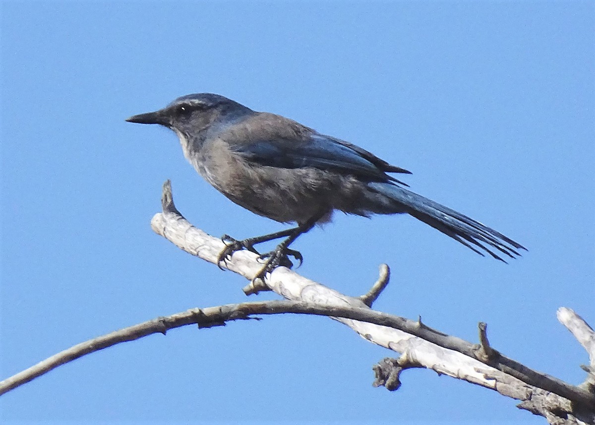 Woodhouse's Scrub-Jay - Nancy Overholtz