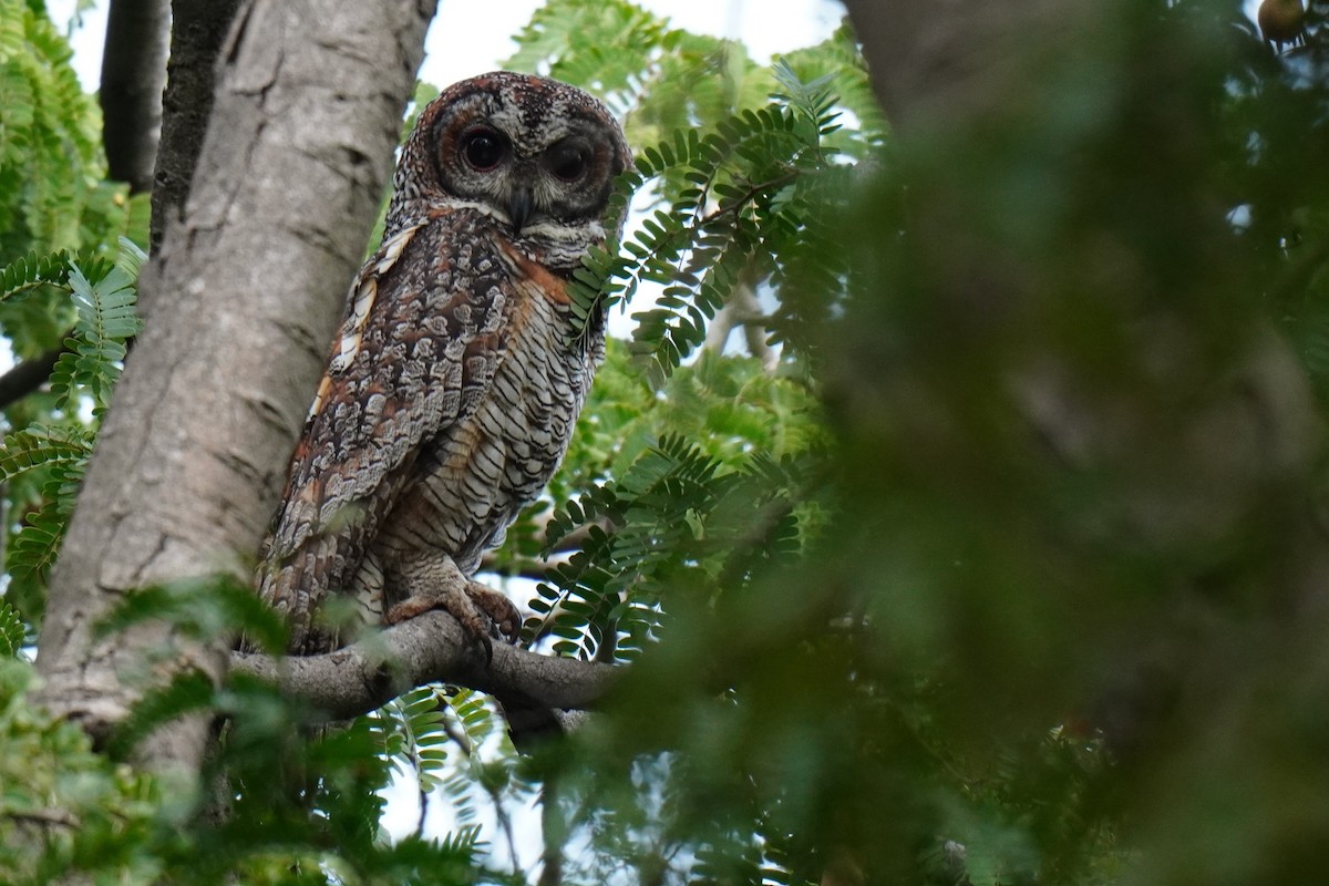 Mottled Wood-Owl - ML528390551