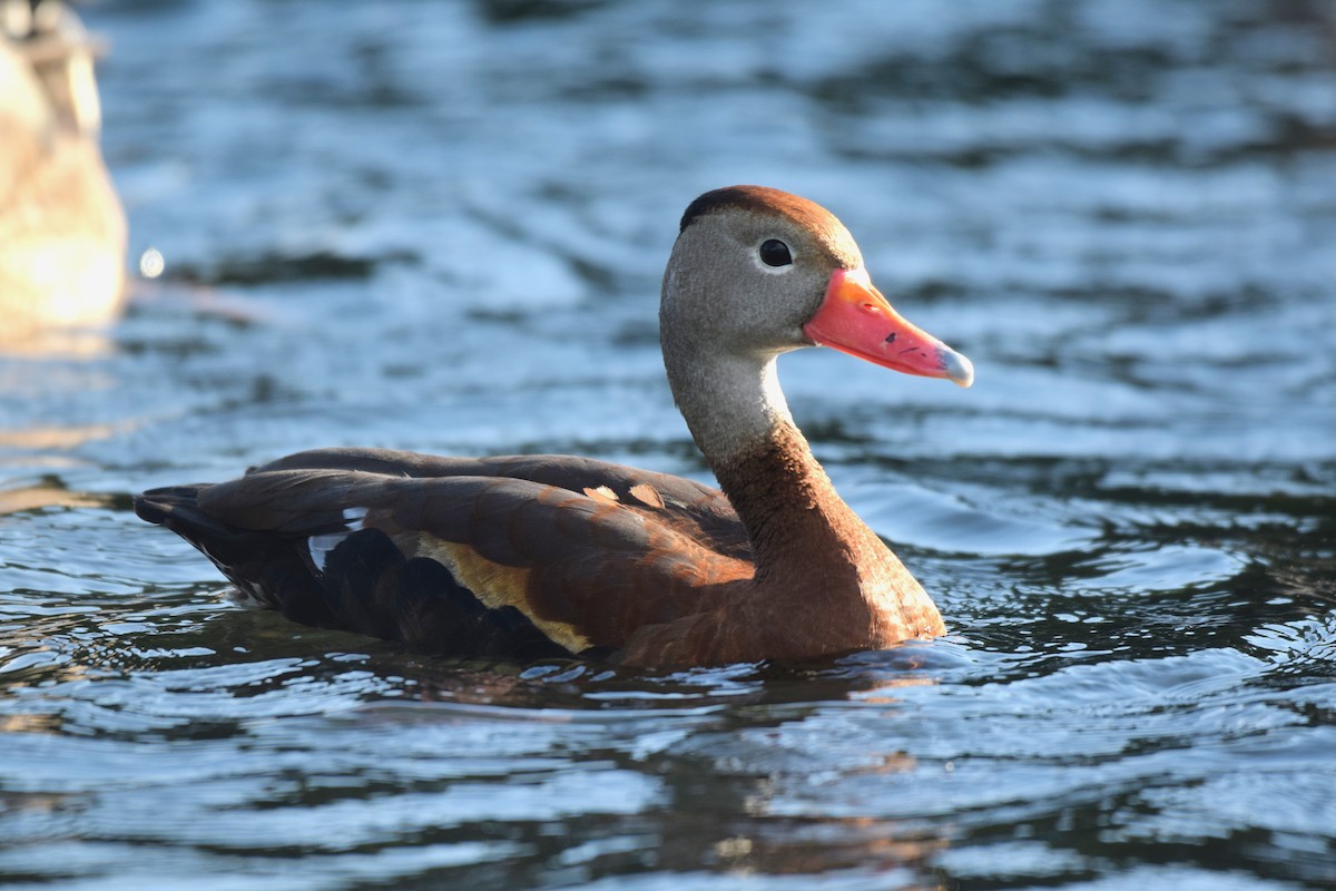 Black-bellied Whistling-Duck - Ethan Gosnell