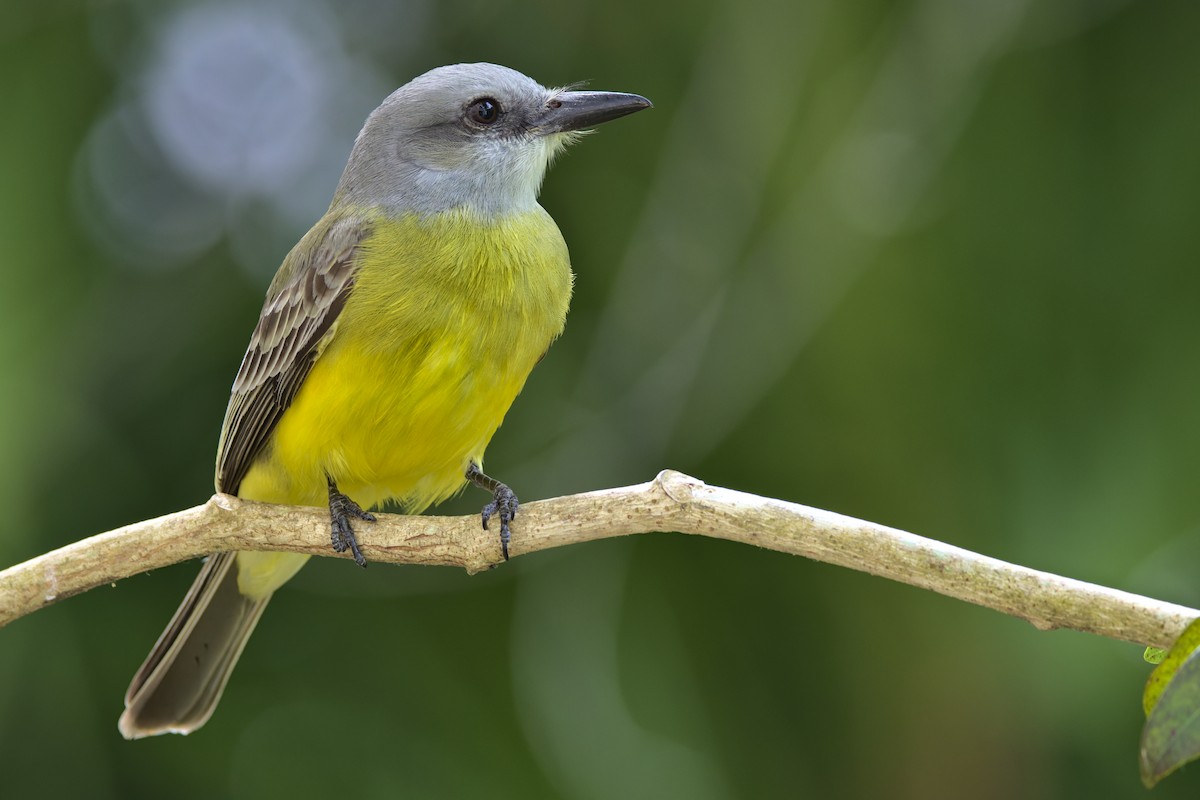 Tropical Kingbird - Alex Muench