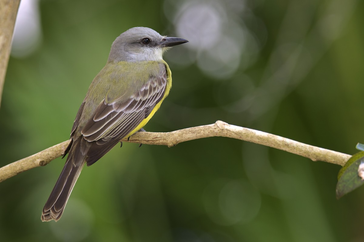 Tropical Kingbird - ML528392061