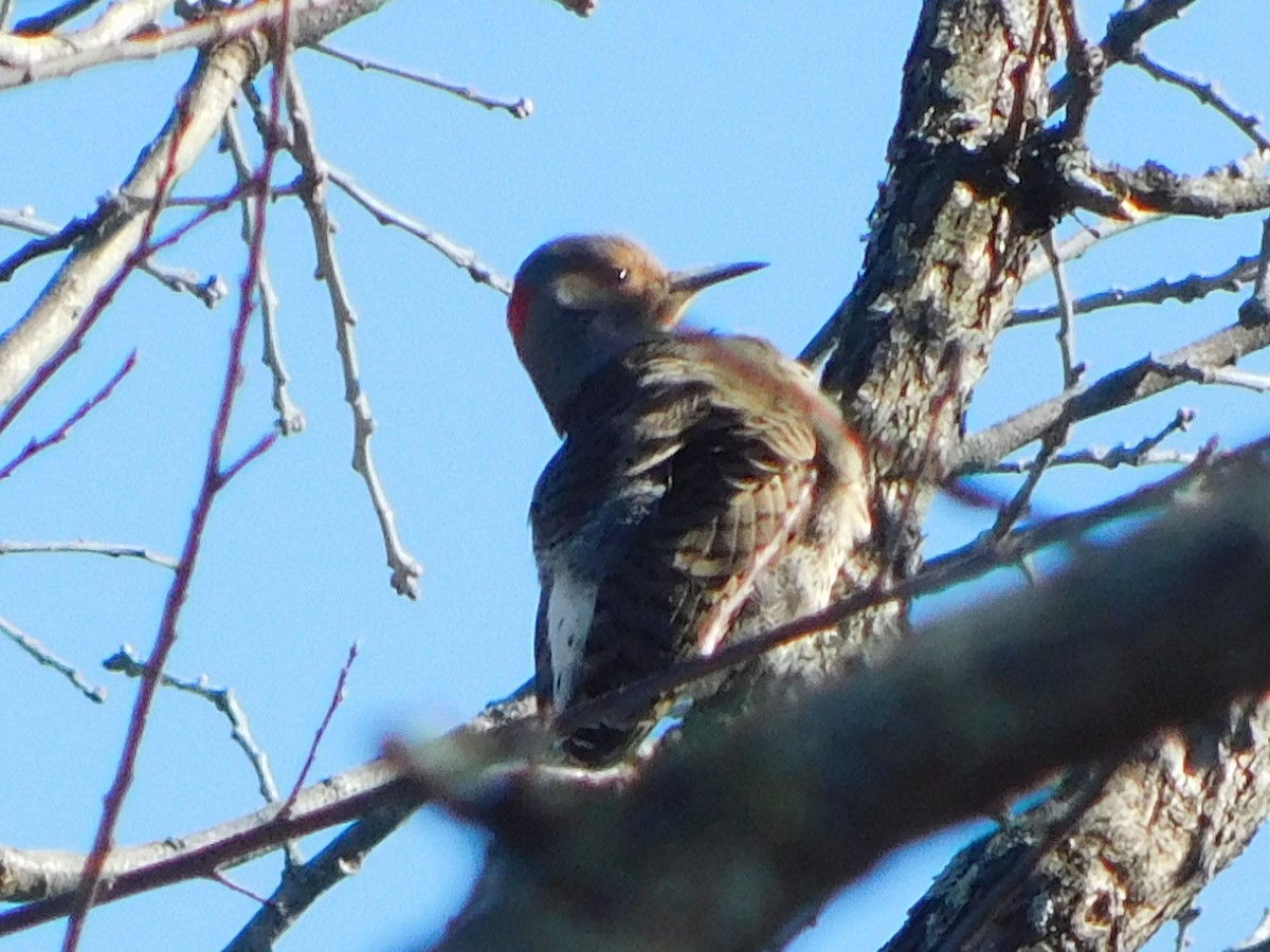 Northern Flicker - Deborah Moore🦩