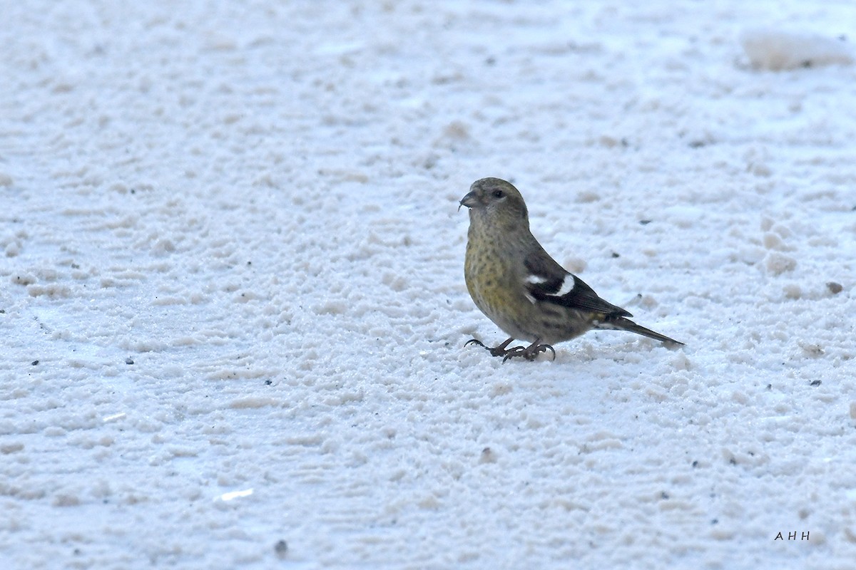 White-winged Crossbill - ML528394511