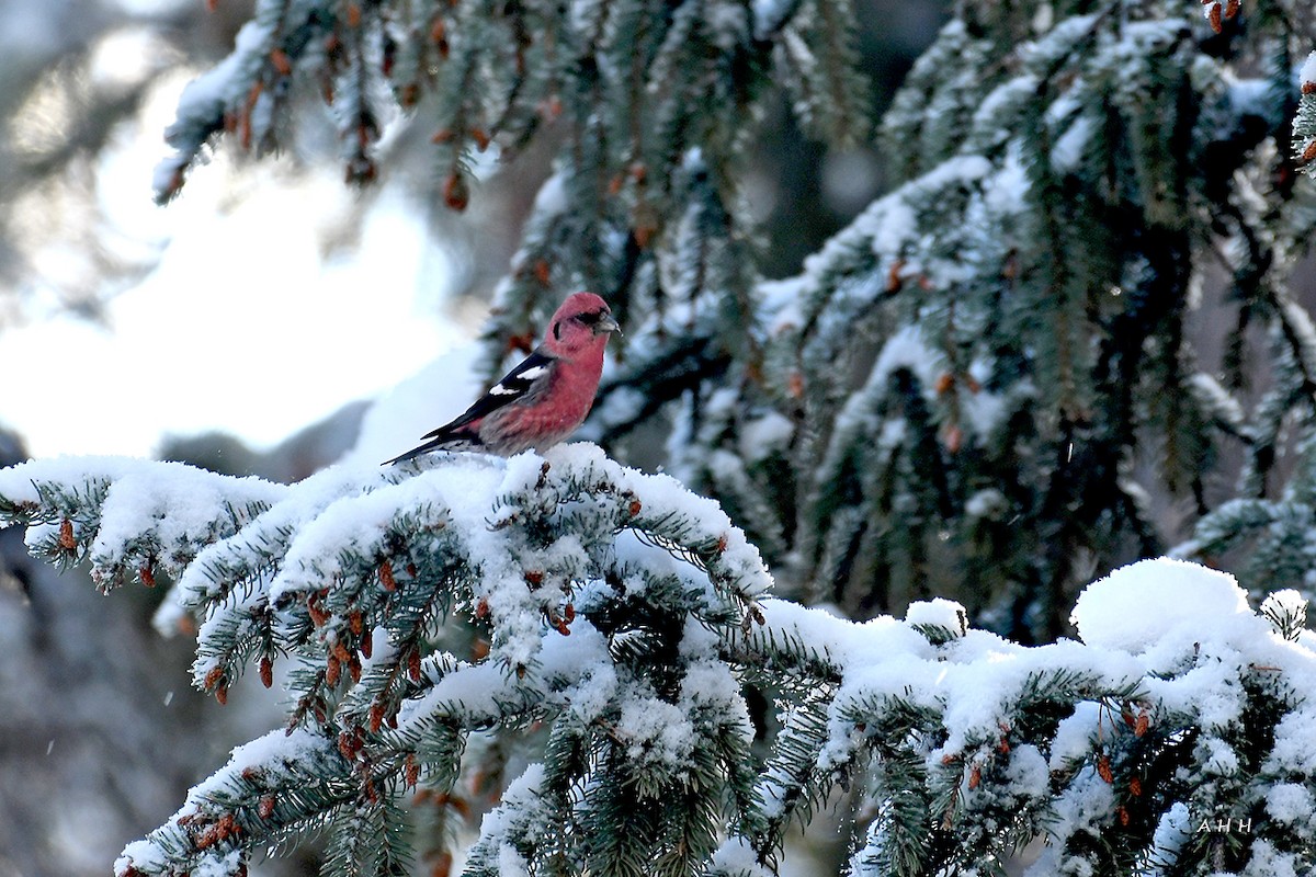 White-winged Crossbill - ML528394521