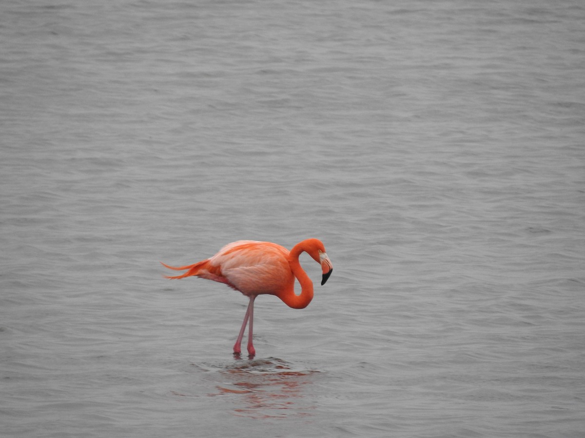 Amerika Flamingosu - ML528394541