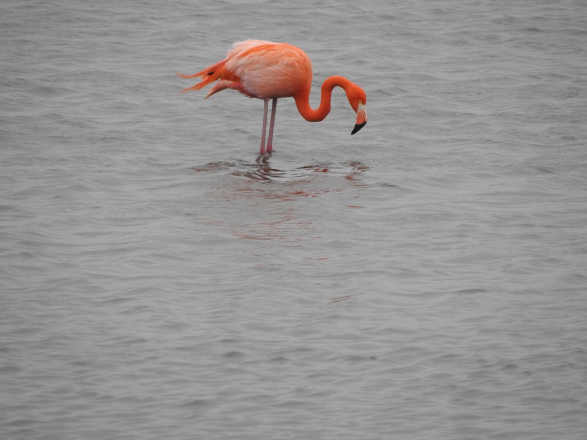 American Flamingo - Steve Coster