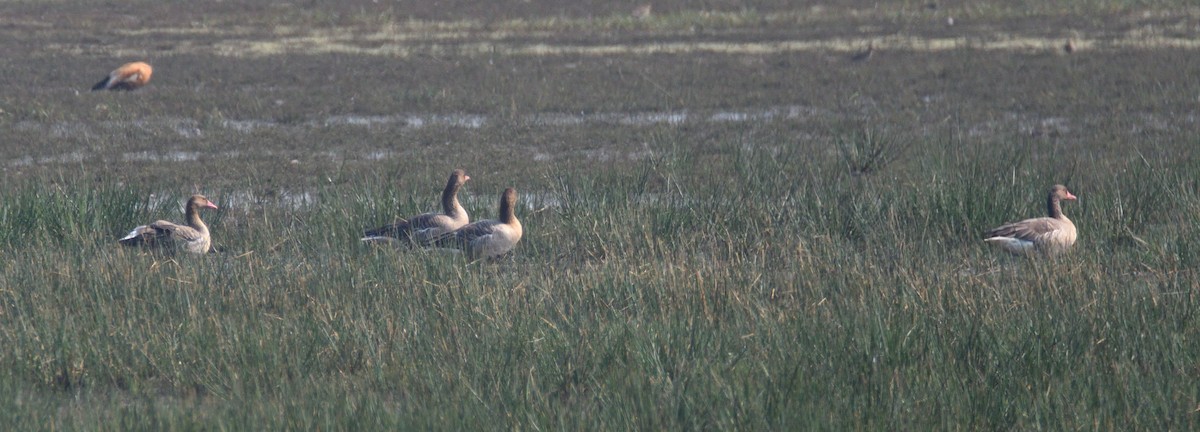 Graylag Goose - ML528397881