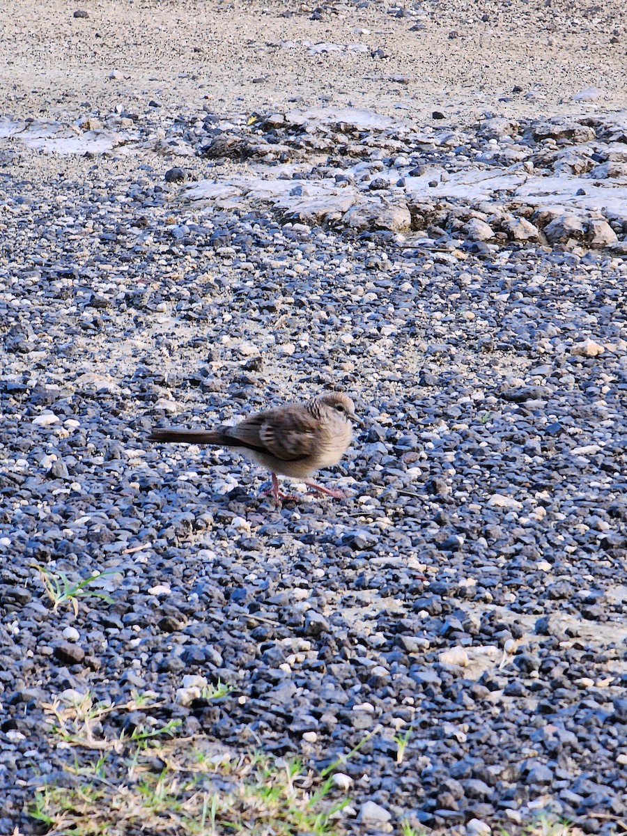 Zebra Dove - ML528397921