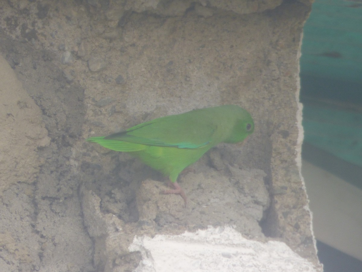 Yeşil Sokumlu Serçe Papağanı - ML528398121