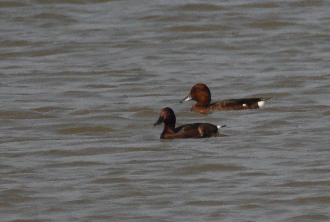 Ferruginous Duck - ML528398171