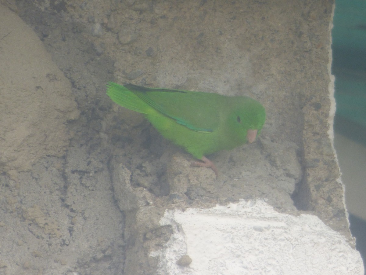 Зелёный воробьиный попугайчик - ML528398301