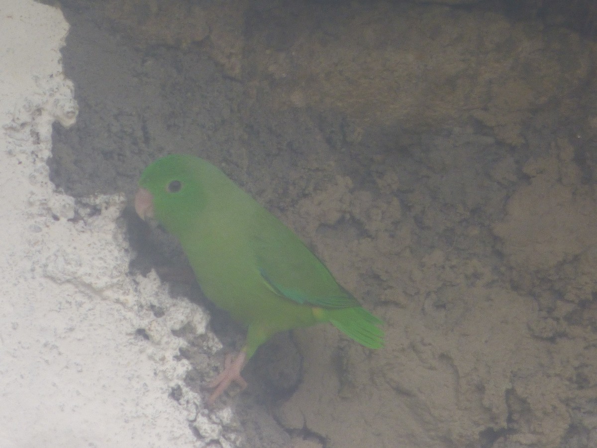 Yeşil Sokumlu Serçe Papağanı - ML528398501