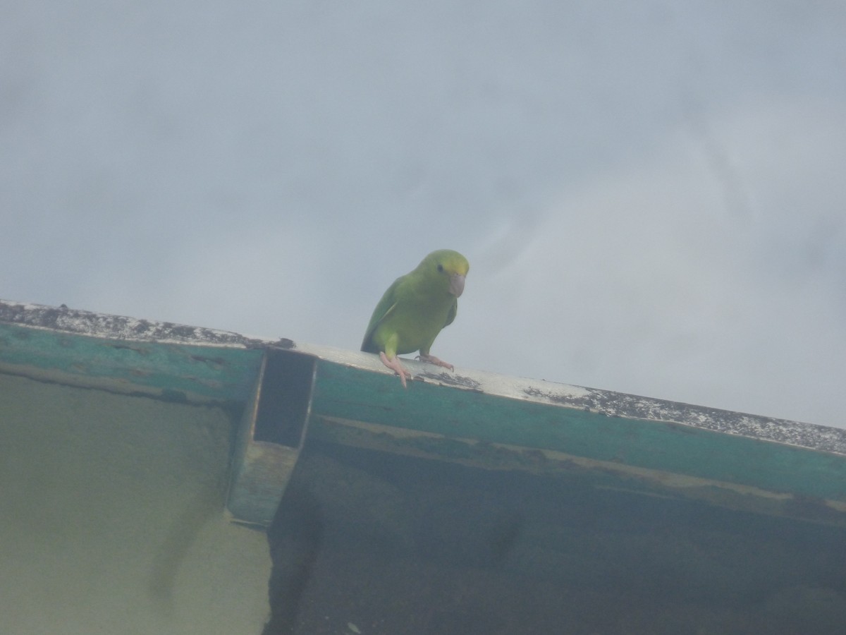 Yeşil Sokumlu Serçe Papağanı - ML528398631