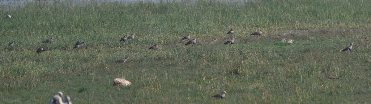 Gray-headed Lapwing - ML528399431