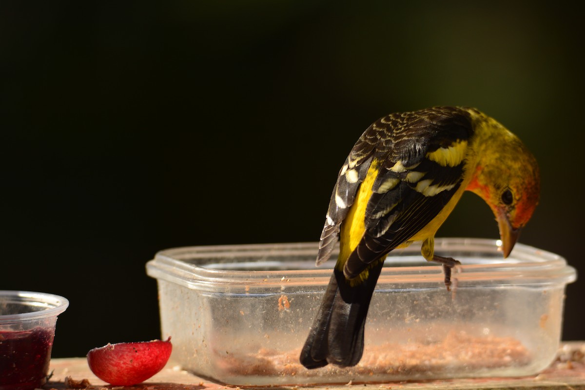 Western Tanager - Karen Doyle