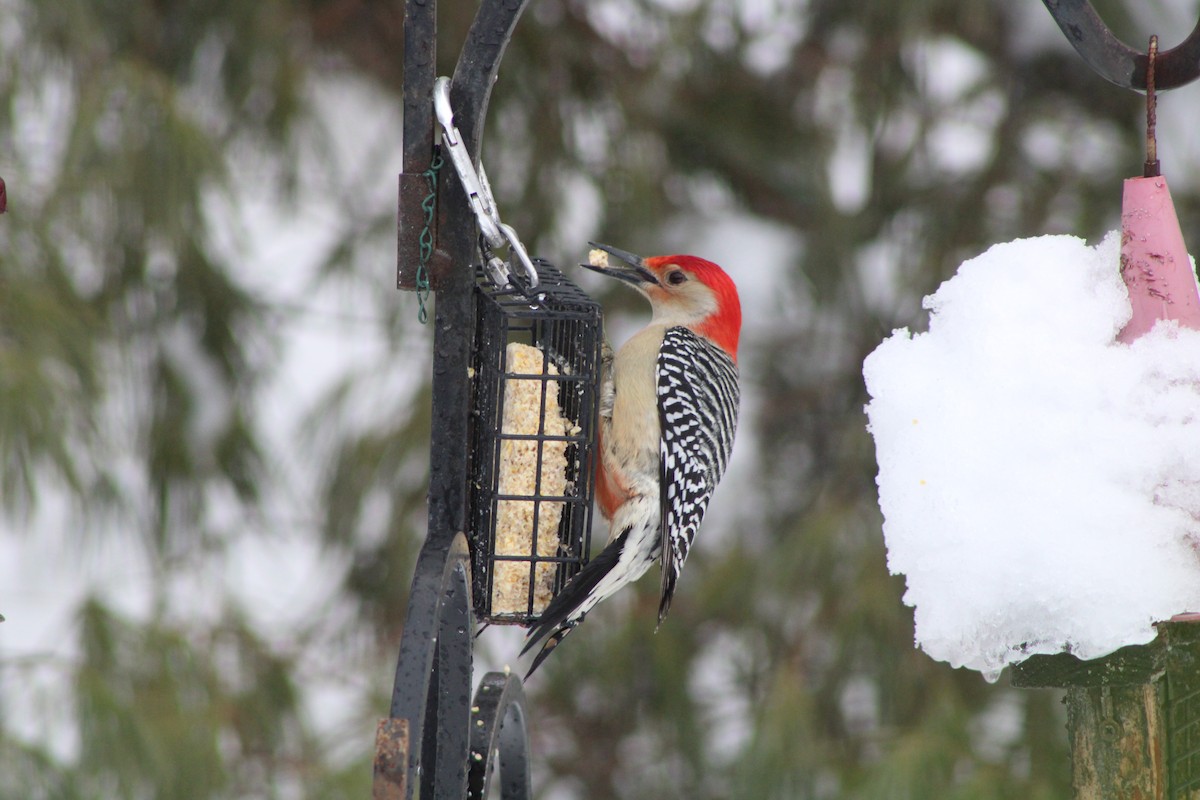 Red-bellied Woodpecker - ML528403711