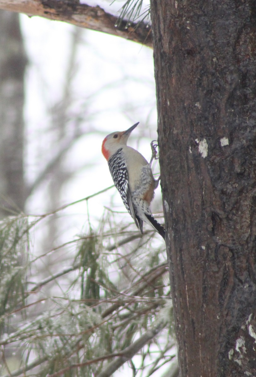 Red-bellied Woodpecker - ML528403741