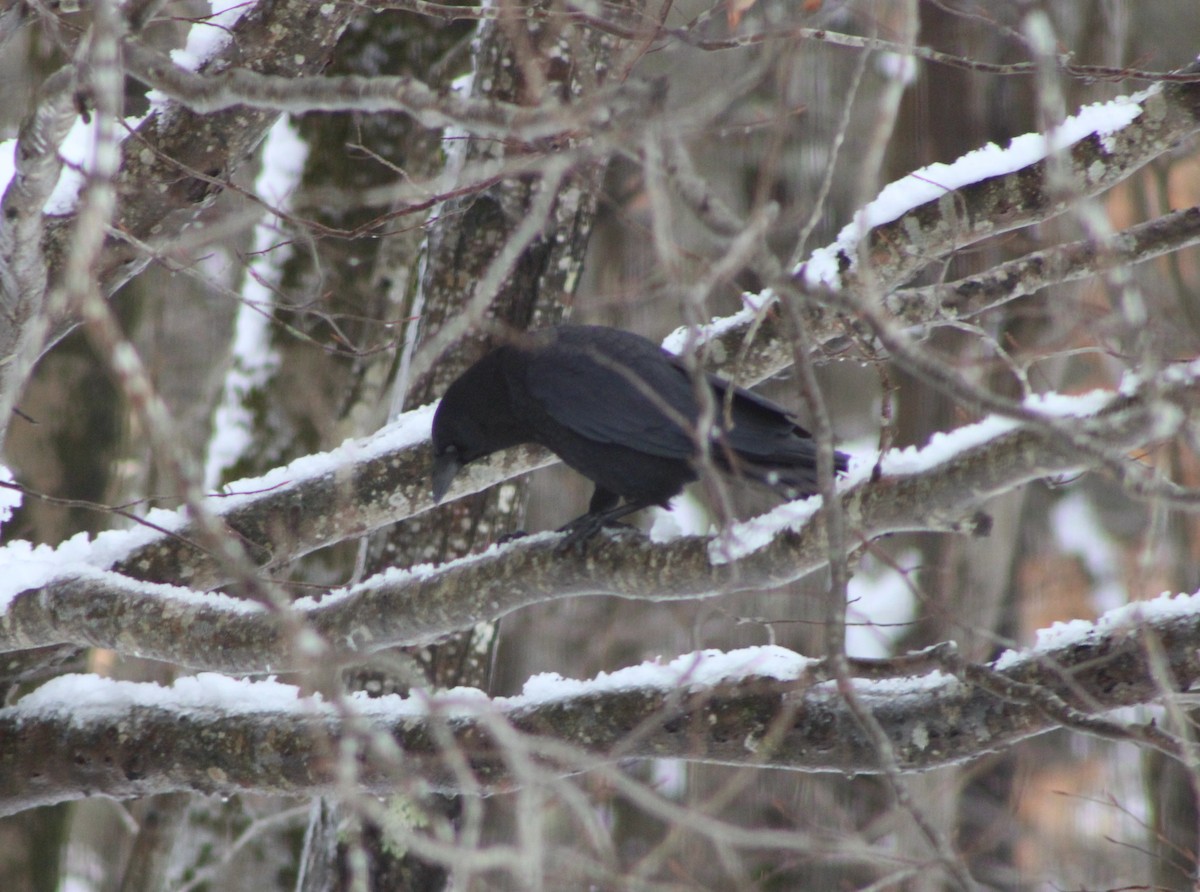 American Crow - ML528403791