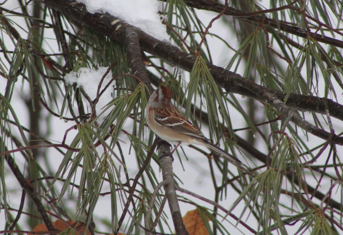 American Tree Sparrow - ML528403851