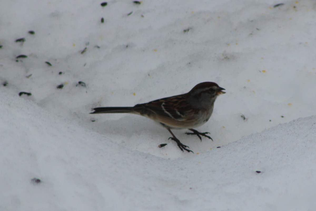 American Tree Sparrow - ML528403861