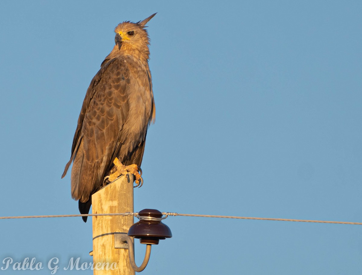 Águila de Azara - ML528404091