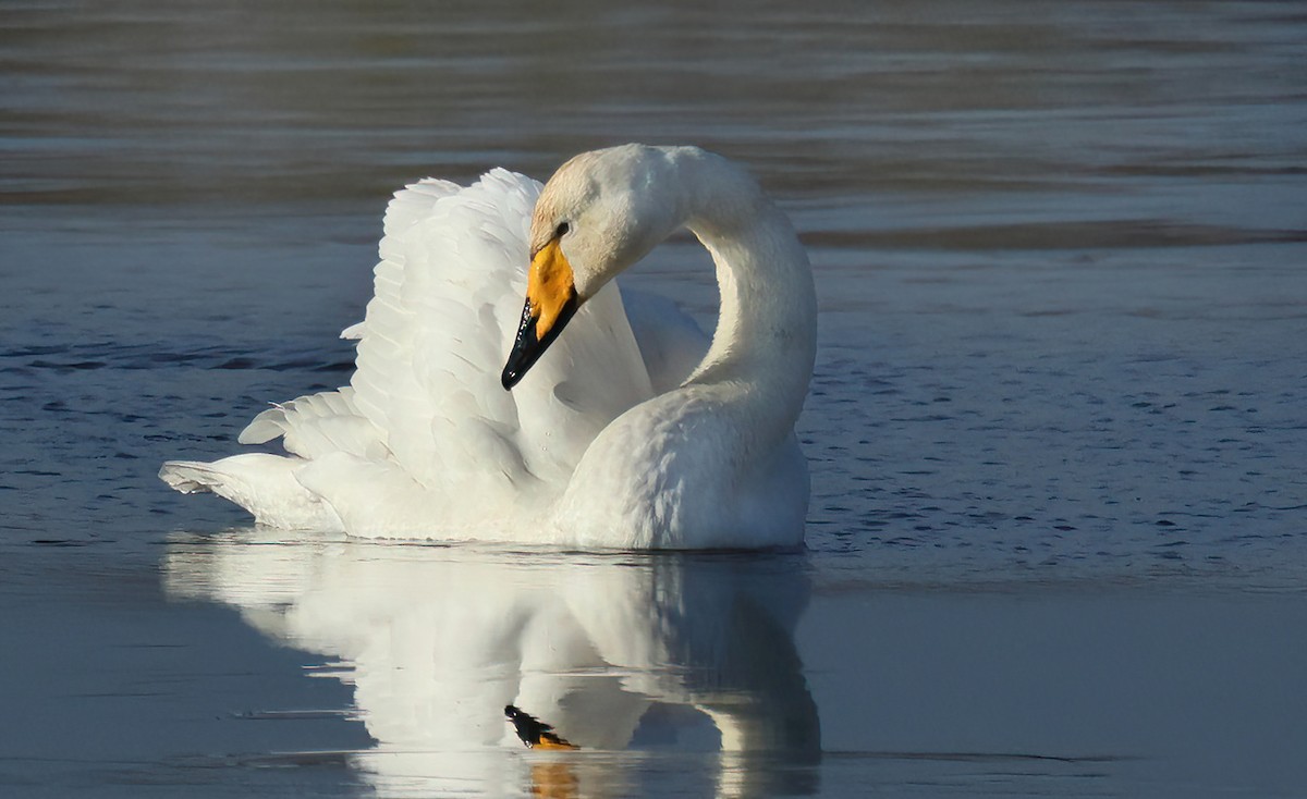 Whooper Swan - Albert Noorlander