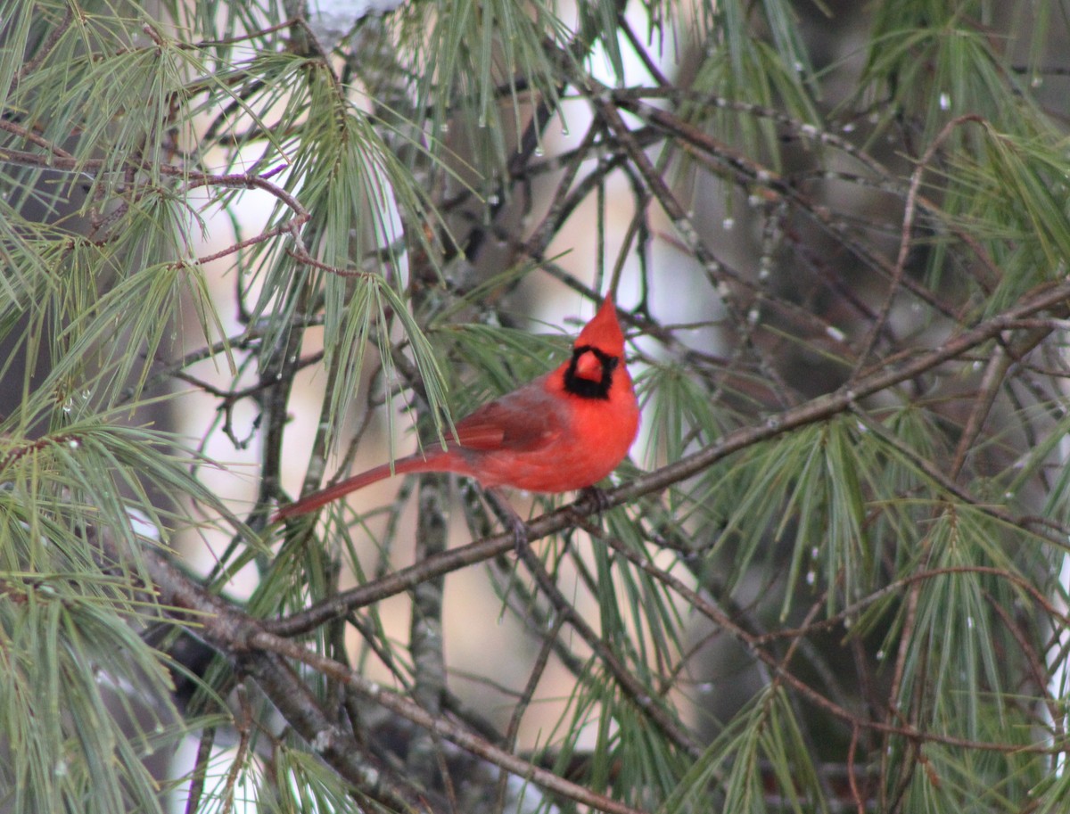 Northern Cardinal - ML528405271