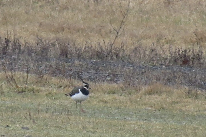 Northern Lapwing - ML528405681