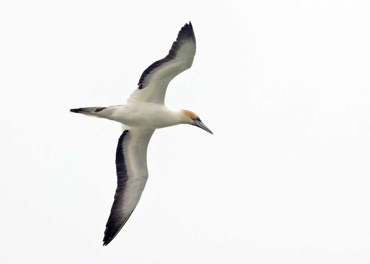 Australasian Gannet - Sue&Gary Milks