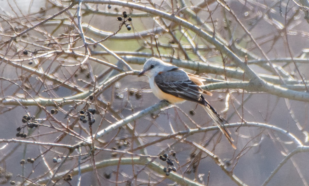 Scissor-tailed Flycatcher - ML528407191