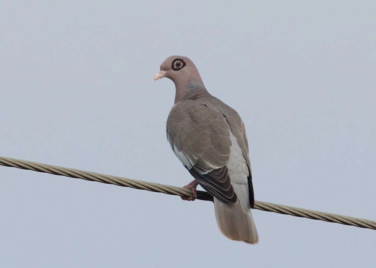 Bare-eyed Pigeon - Andre Moncrieff