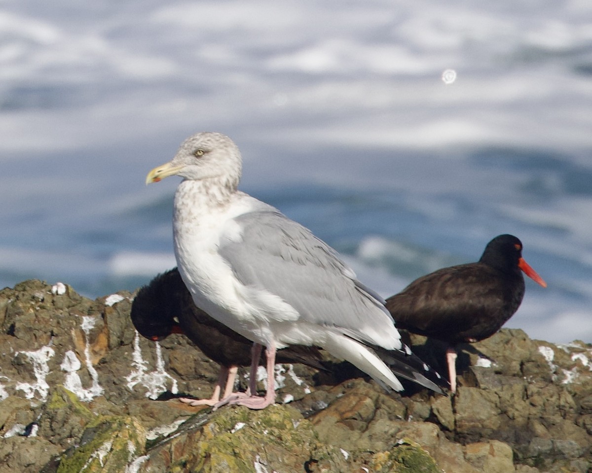 Herring Gull - Dave Bengston