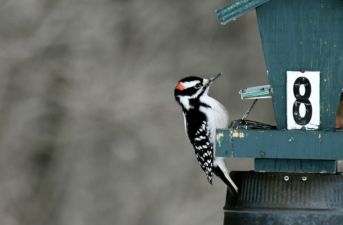 Hairy Woodpecker - jean pierre machet