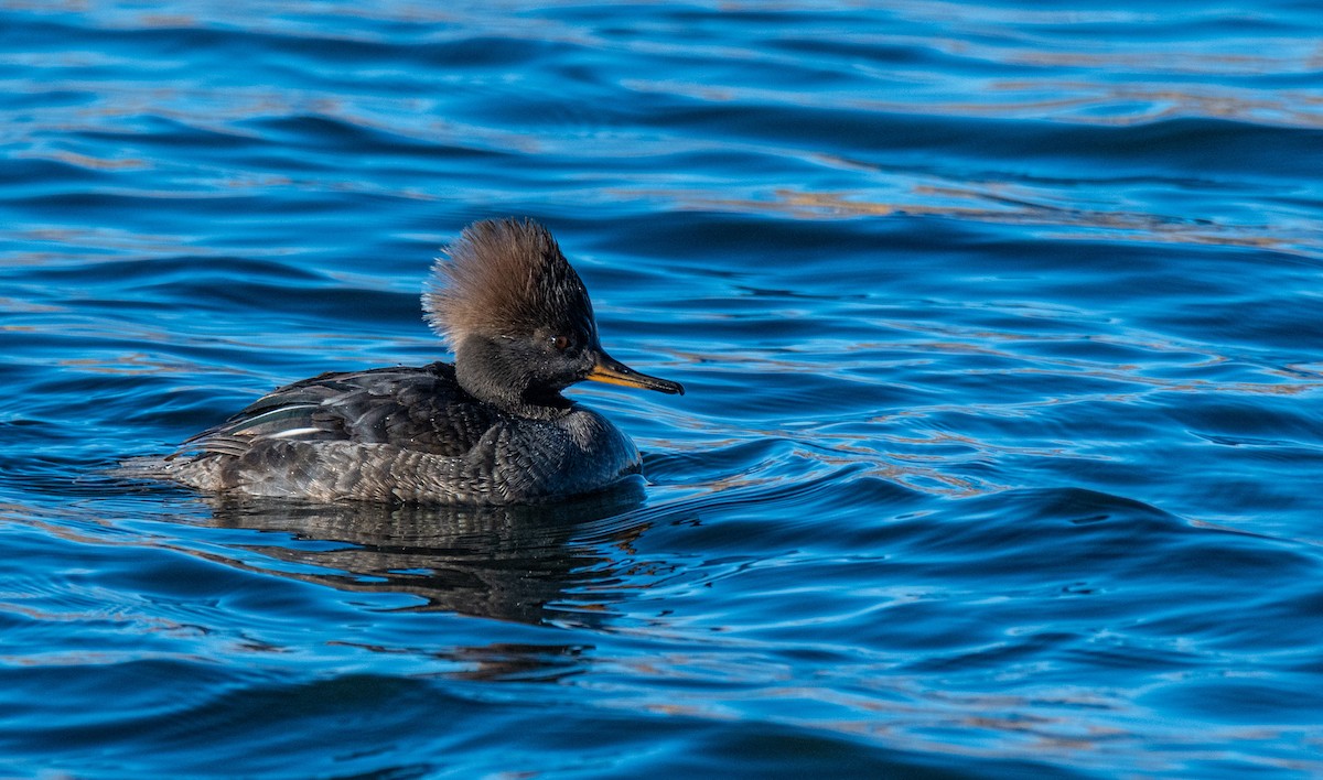 Hooded Merganser - ML528409611