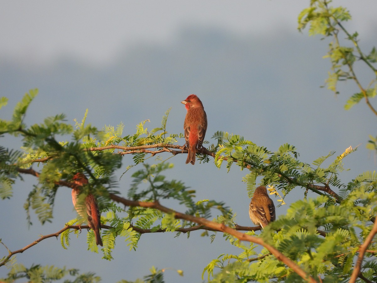 Common Rosefinch - ML528410301