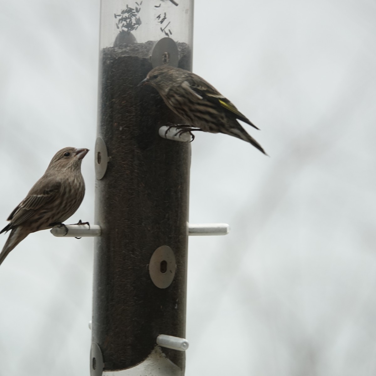 Pine Siskin - ML528410951