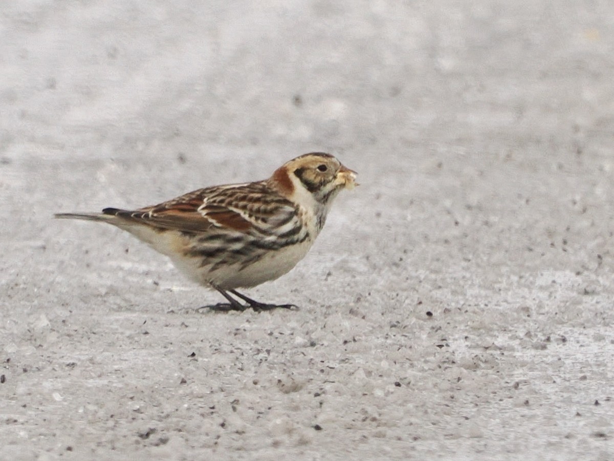 Lapland Longspur - Don Deegan