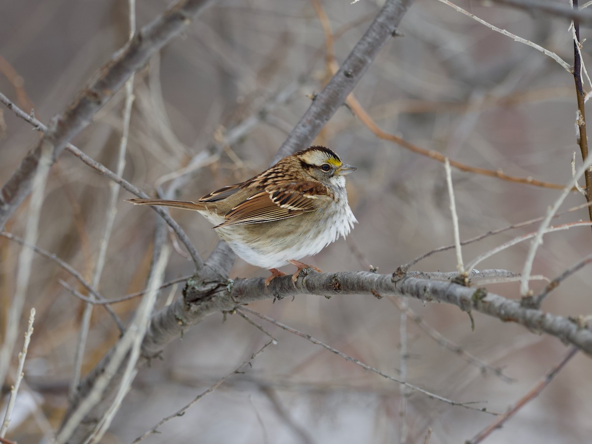 White-throated Sparrow - ML528411651