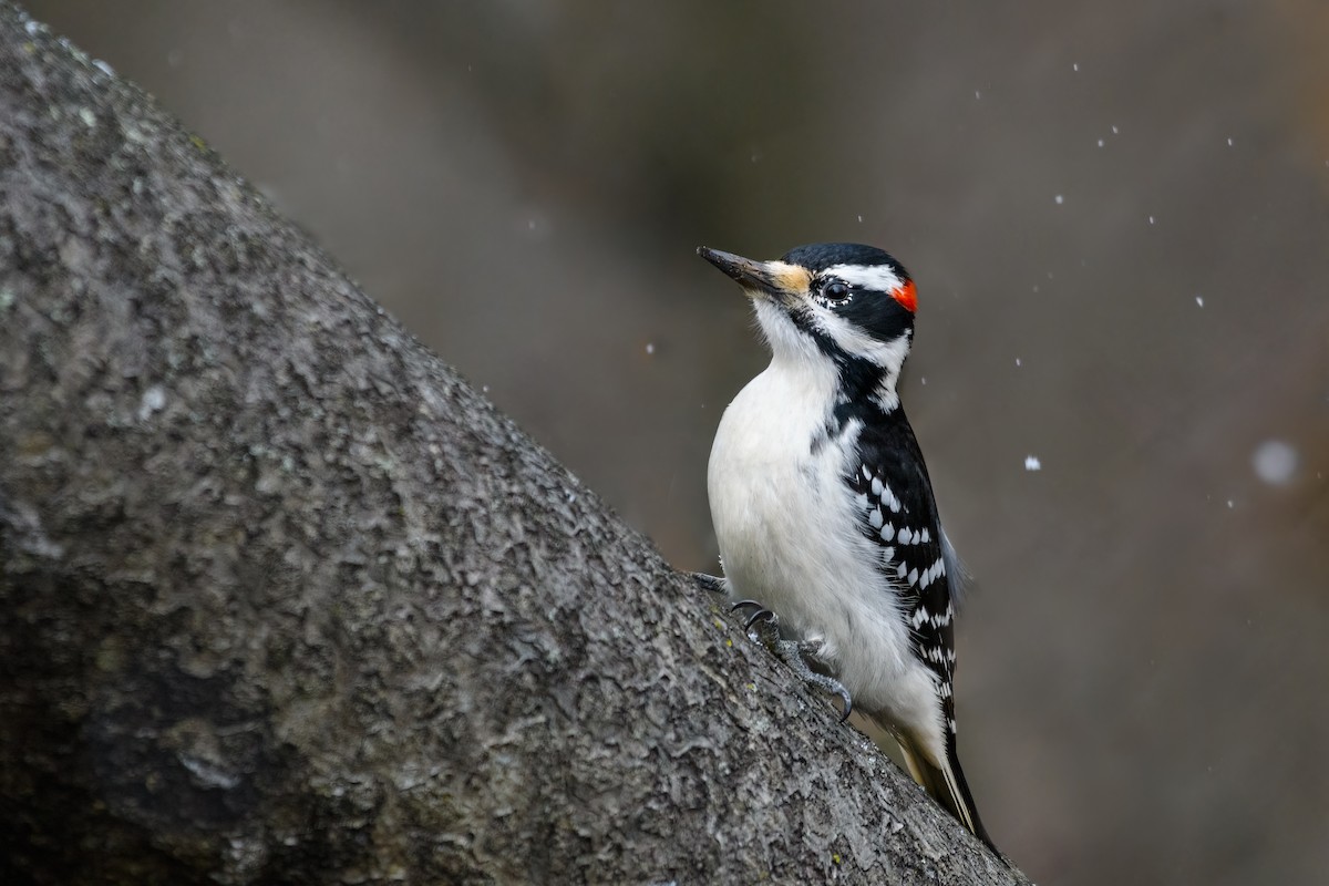 Hairy Woodpecker - Christopher T